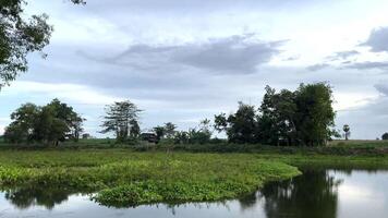 A river with trees and grass in the background video
