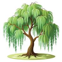 Beautiful weeping willow tree design with graceful flowing branches vector