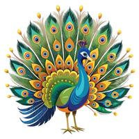 Elegant peacock presenting its beautiful and detailed fan of tail feathers vector