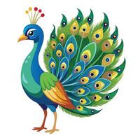 Confident peacock displaying its bright and colorful tail feathers vector
