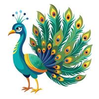Majestic peacock with its dazzling tail feathers fully displayed illustration vector