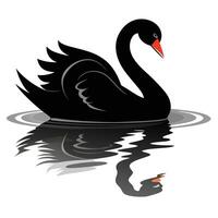 Graceful black swan floating on a calm lake with a mirror image art vector