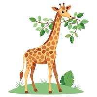 Calm giraffe reaching for foliage on a tree branch art vector
