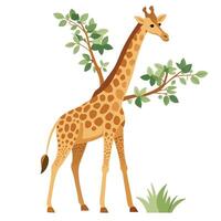 Serene giraffe feeding on leaves from a low branch art vector