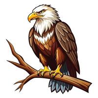 Noble regal bald eagle with an intense stare perched on a sturdy tree branch vector
