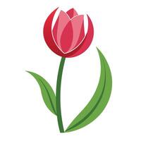 Elegant crescent moon tulip with gracefully curved petals in a floral illustration vector