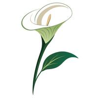 Elegant curved stem calla lily with a gentle flowing design in illustration vector