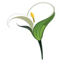 Modern curved stem calla lily highlighting its smooth gentle flow in a graphic vector