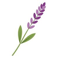 Modern curved stem lavender highlighting its smooth flowing simplicity in a graphic vector
