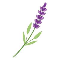 Unique curved stem lavender featuring its graceful flowing simplicity in design vector