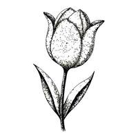Abstract dot sketch tulip with a minimalist pointillism style in art vector