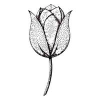 Elegant dot sketch tulip featuring its abstract pointillism minimalism in illustration vector