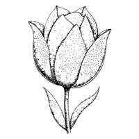 Unique dot sketch tulip highlighting its minimalist pointillism effect in graphic vector