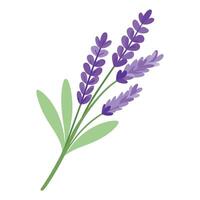Abstract fading lavender with a soft gentle transparency effect in illustration vector