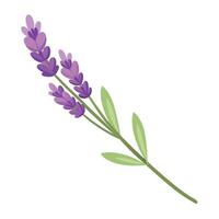Elegant fading lavender featuring its ethereal transparency in design vector