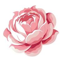 Elegant peony with feather light and softly curved petals illustration vector