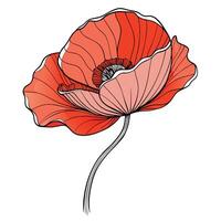 Abstract framed poppy with a raw open sketch style in illustration vector