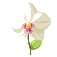 Unique glass effect orchid highlighting its clear transparent form in graphic vector