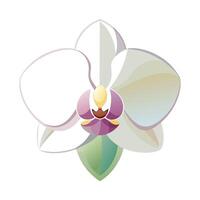 Elegant gradient fade orchid featuring its delicate color gradient in illustration vector