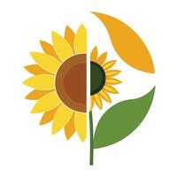 Modern half circle sunflower showcasing its semi-circular geometric form in design vector