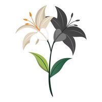 Lily with half shadow effect illustration light and dark floral art vector