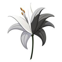 Modern lily with half illuminated design illustration light and shadow vector