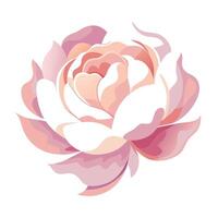Hazy blossom peony with vapor like texture illustration delicate floral vector