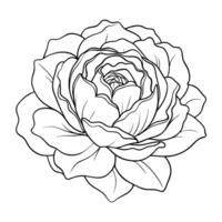 Peony with hollow outline and subtle depth illustration delicate art vector