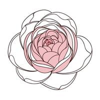 Abstract line wrapped peony with a dynamic spiraling form in illustration vector