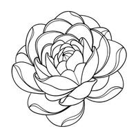 Modern line wrapped peony showcasing its unique spiraling line design in art vector