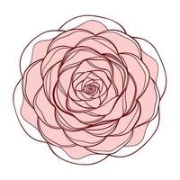 Creative line wrapped peony highlighting its abstract spiral form in graphic vector
