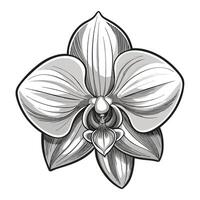 Unique monochrome orchid highlighting its delicate fading effect in graphic vector