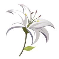 Modern negative space lily showcasing its simple floating contour in illustration vector