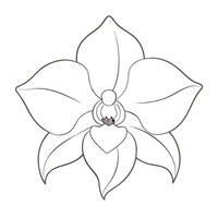 Outline ghost orchid with barely visible traces illustration delicate floral vector