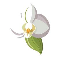 Unique ripple petal orchid highlighting its flowing wavy form in graphic vector