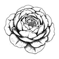 Peony with pointillism style and dotted texture illustration art vector