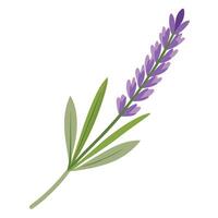 Elegant shadowy lavender sprig featuring its soft gradient transitions in design vector