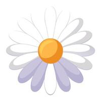 Unique soft gradient daisy highlighting its delicate petal gradient in graphic vector