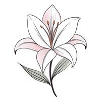 Thin line lily with elegant curves illustration delicate floral art vector
