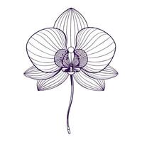 Abstract orchid with thin wire framework illustration minimalist floral art vector