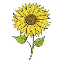 Sunflower with thread like lines illustration delicate floral design vector