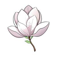 Unique whisper petal magnolia highlighting its subtle transparent petals in graphic vector