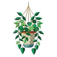 Charming Macrame Planter Featuring Pothos Hanging vector