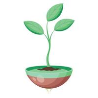 Invisible Pot With Just The Floating Plant Roots vector