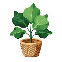 Lush Fiddle Leaf Fig In A Woven Basket For Style vector