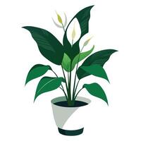 Creative Peace Lily Planter With A Sleek White Design vector