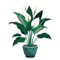 Peace Lily In A Sleek White Planter vector