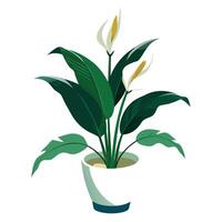 Charming Peace Lily Planter Featuring A Sleek White Design vector