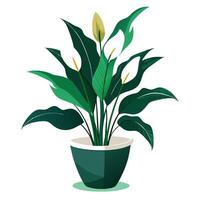 Unique Peace Lily Planter Showcasing A Sleek White Design vector
