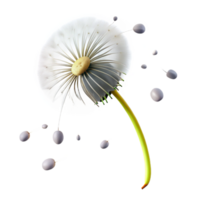 serene contemporary A Single Dandelion Seedhead with Seeds 4K png